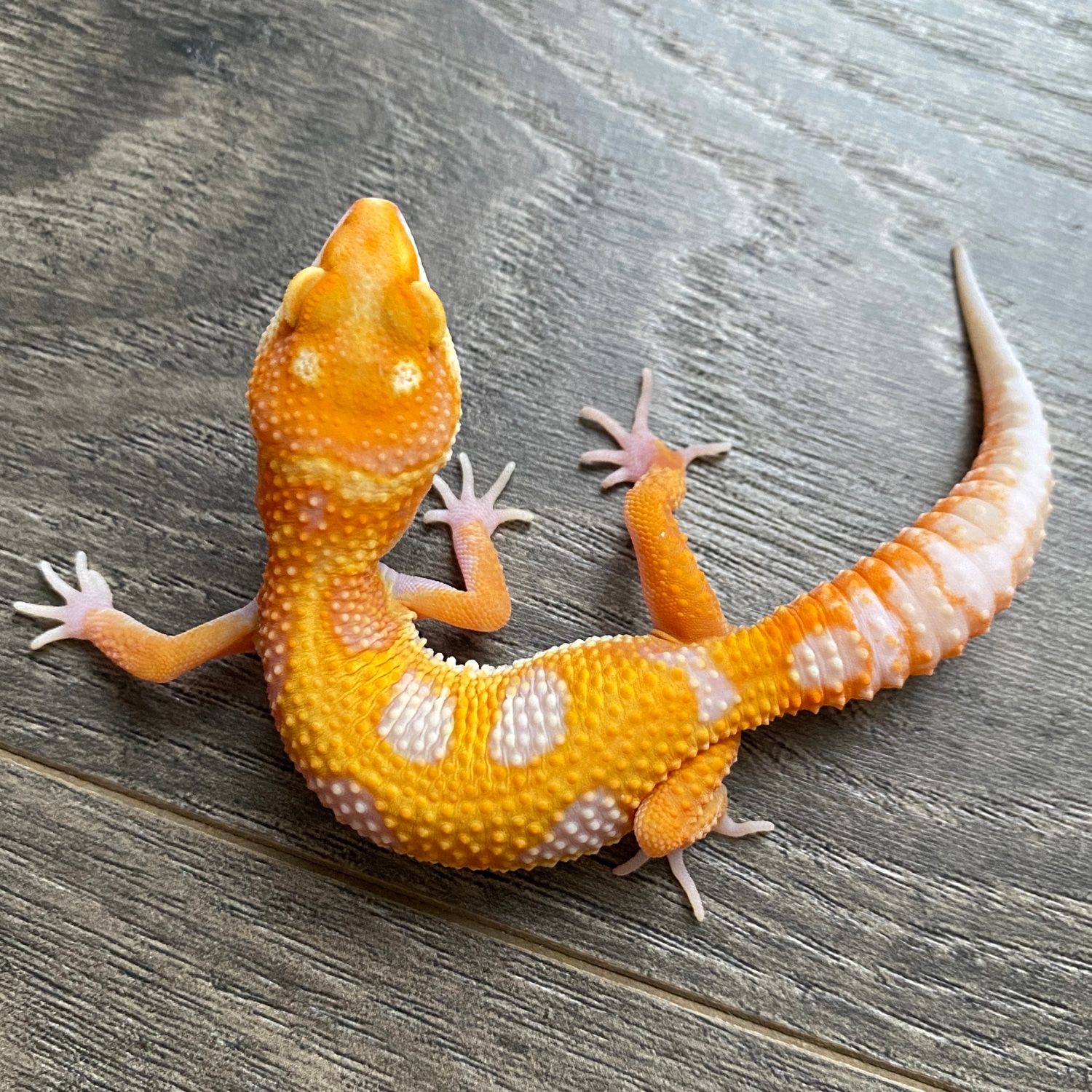 TSF Tangerine Tremper Poss Het Eclipse Leopard Gecko by Bryophyte