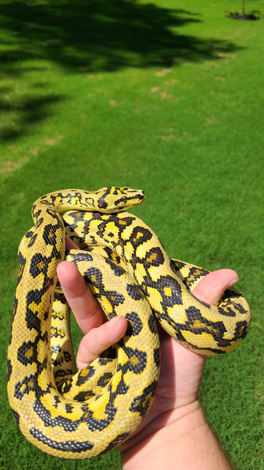 Ocelot Gamma Jungle Jag Other Carpet Python by Wild Side Pythons ...
