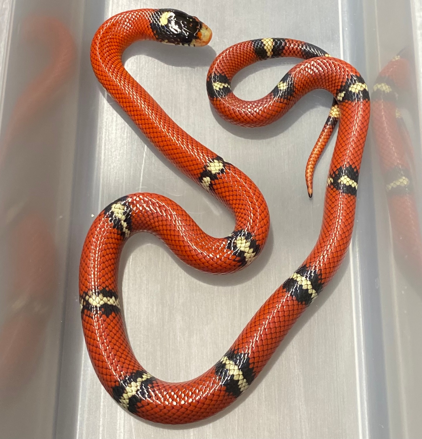 Sinaluan Pattern Reduced Pattern Sinaloan Milk Snake by Shawn Wright Reptiles - MorphMarket
