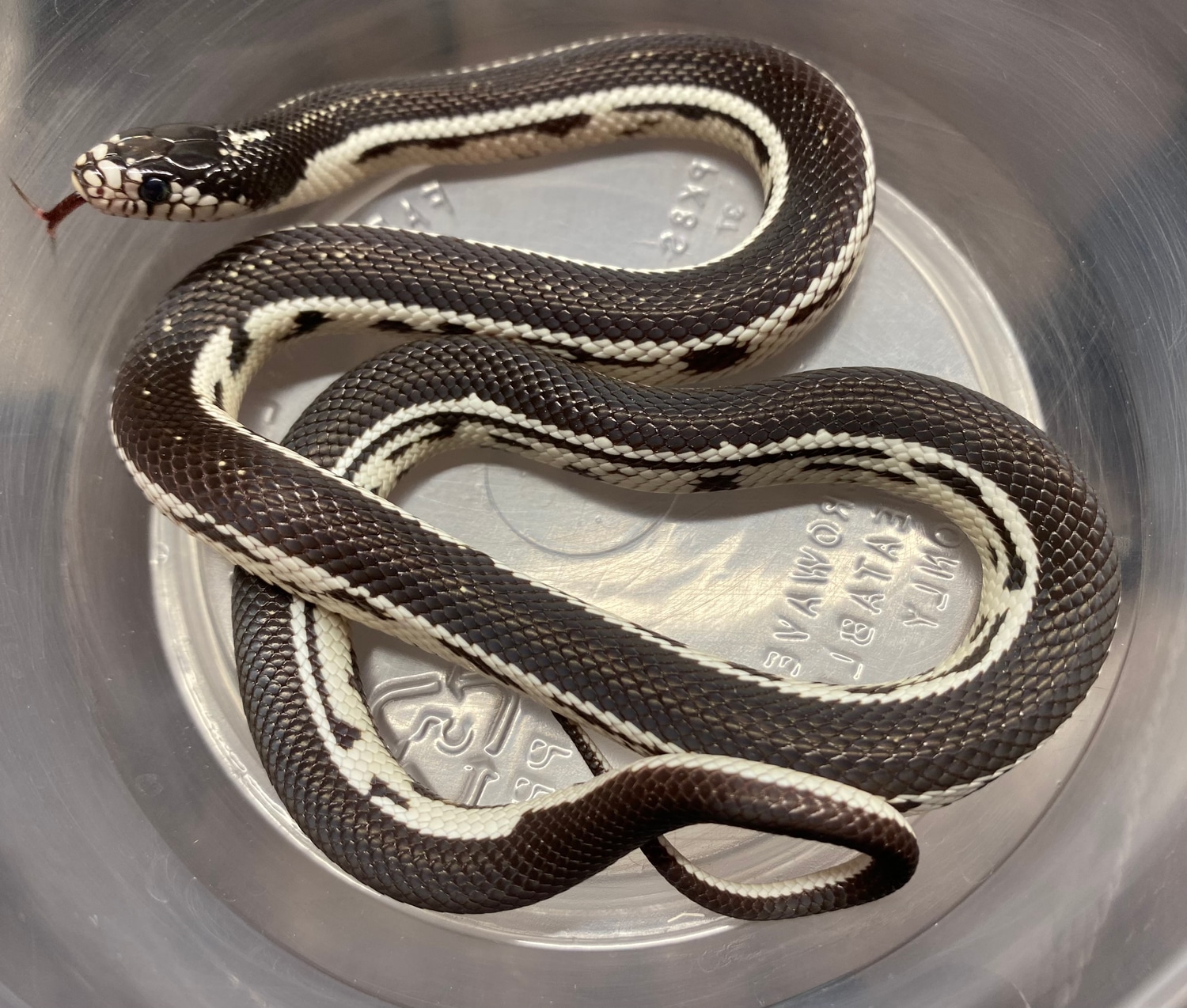 Reverse Wide Stripe California Kingsnake by Shawn Wright Reptiles MorphMarket