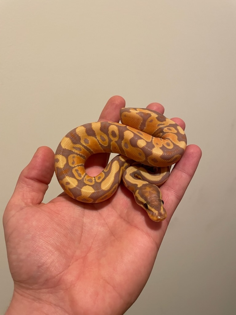 Banana Het Sunset Ball Python by BT Exotics - MorphMarket USA