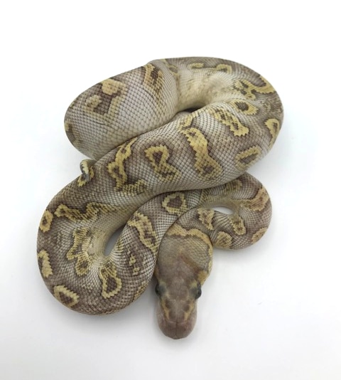 GHI Lesser Clown (Possible Yellow Belly) Ball Python by Coastal ...