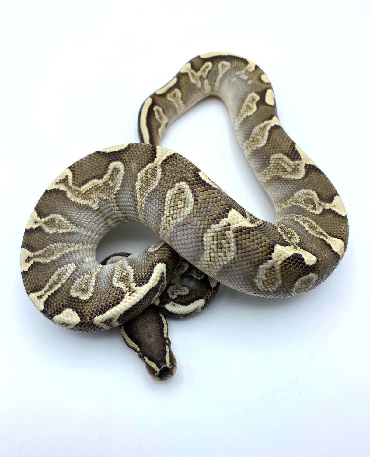 GHI Lesser Yellowbelly Het Clown Ball Python by Coastal Constrictors