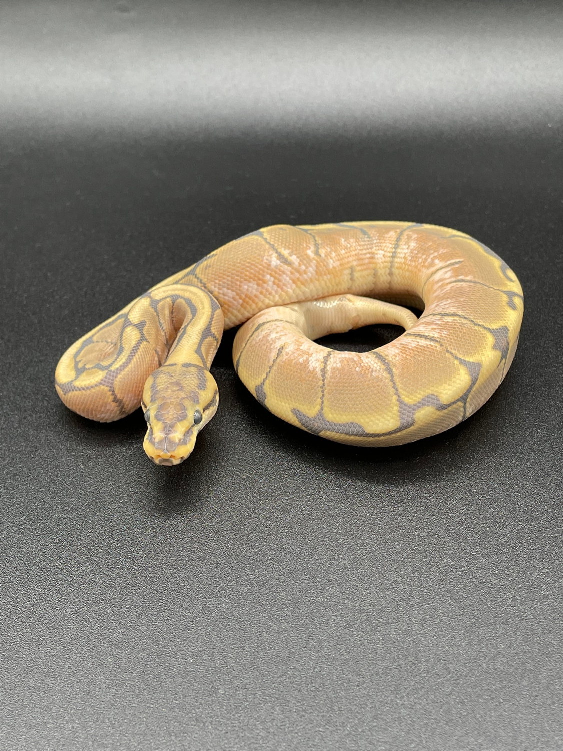 Hypo Spider Ball Python by RepTyler Ball Pythons - MorphMarket