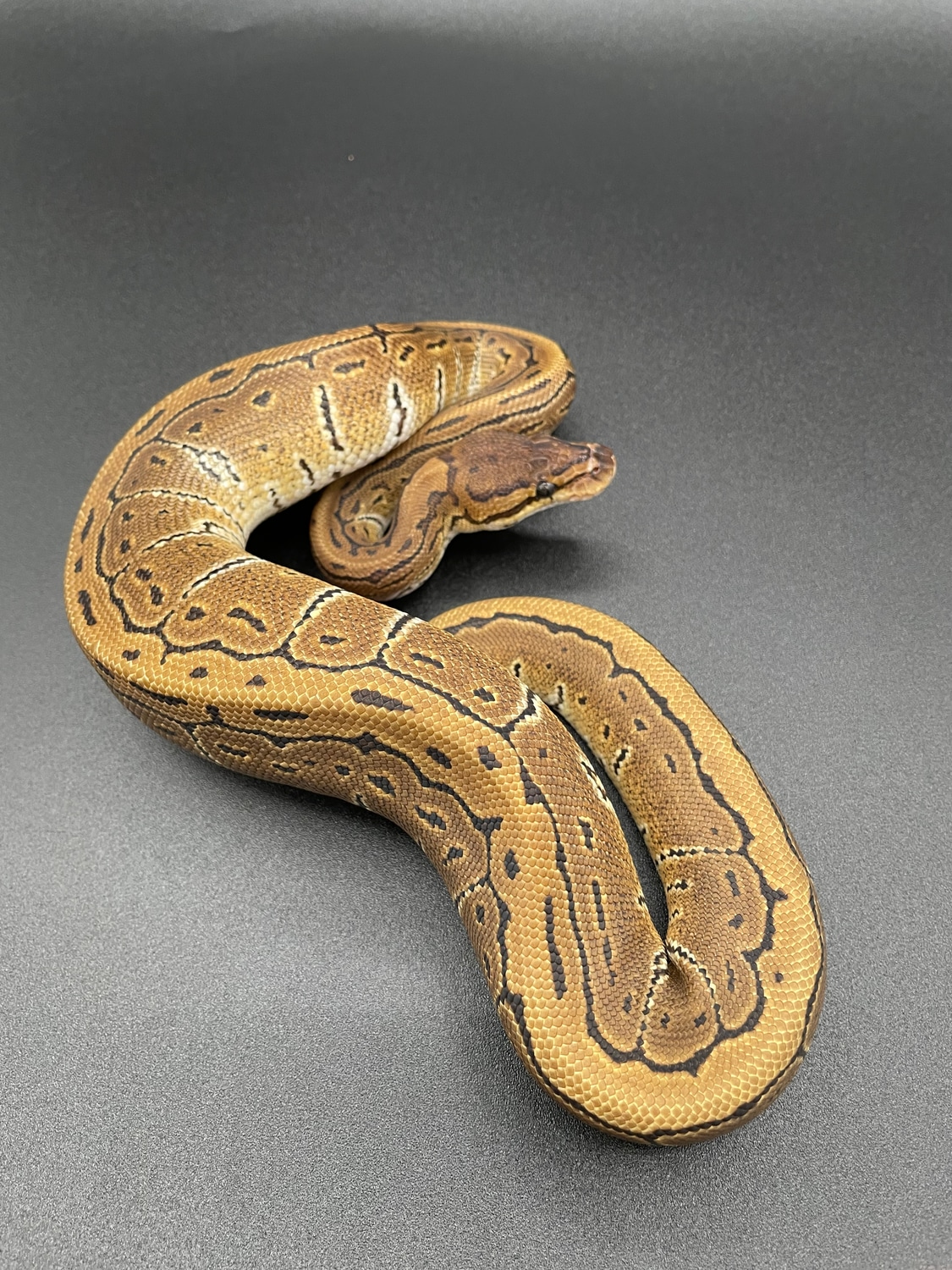 Pinstripe Ball Python by RepTyler Ball Pythons - MorphMarket