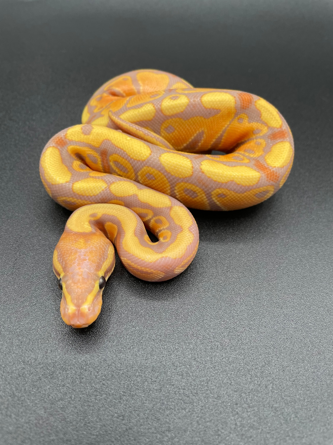Male Banana 100 Het Clown Female Maker Ball Python by RepTyler Ball Pythons MorphMarket