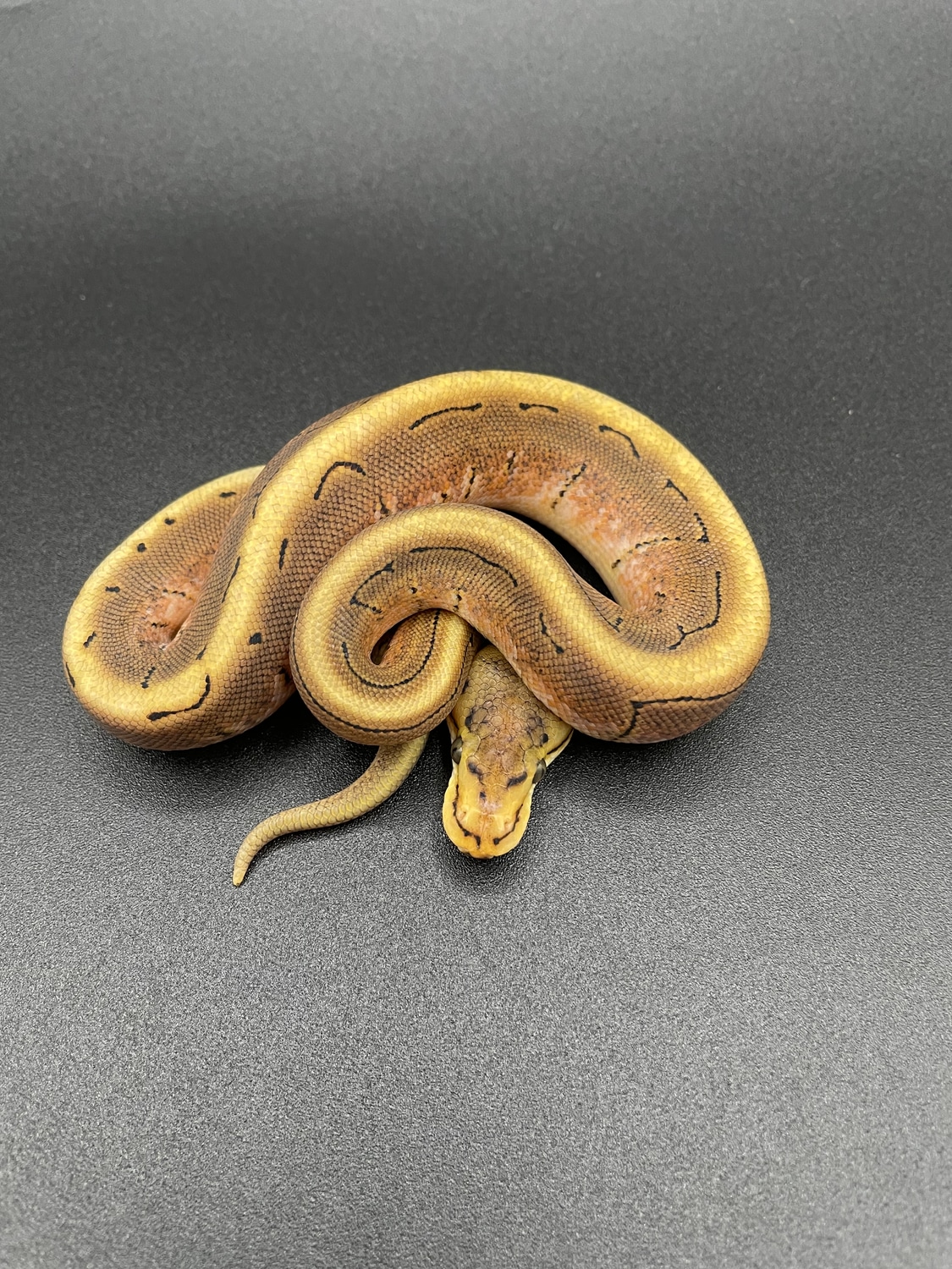 Spinner Ball Python by RepTyler Ball Pythons - MorphMarket