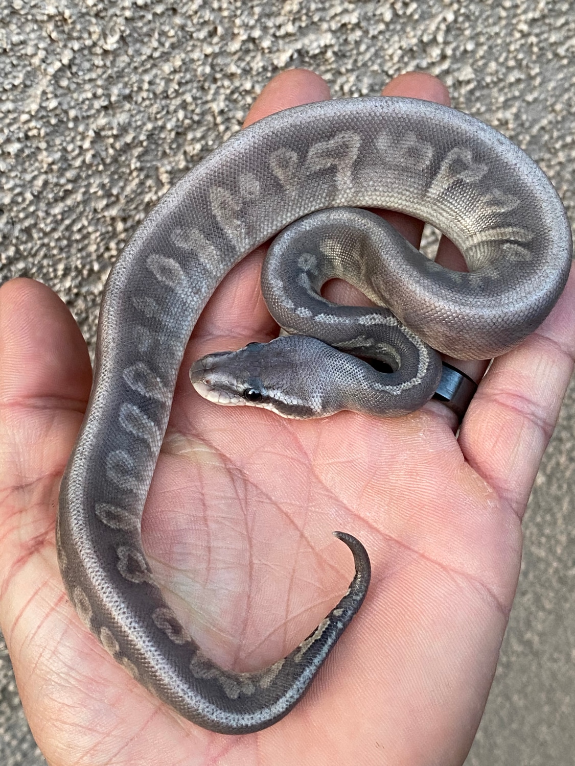 Hypo Blackhead Ghi Het Red Axanthic Pastel Ball Python by Dude’s ...