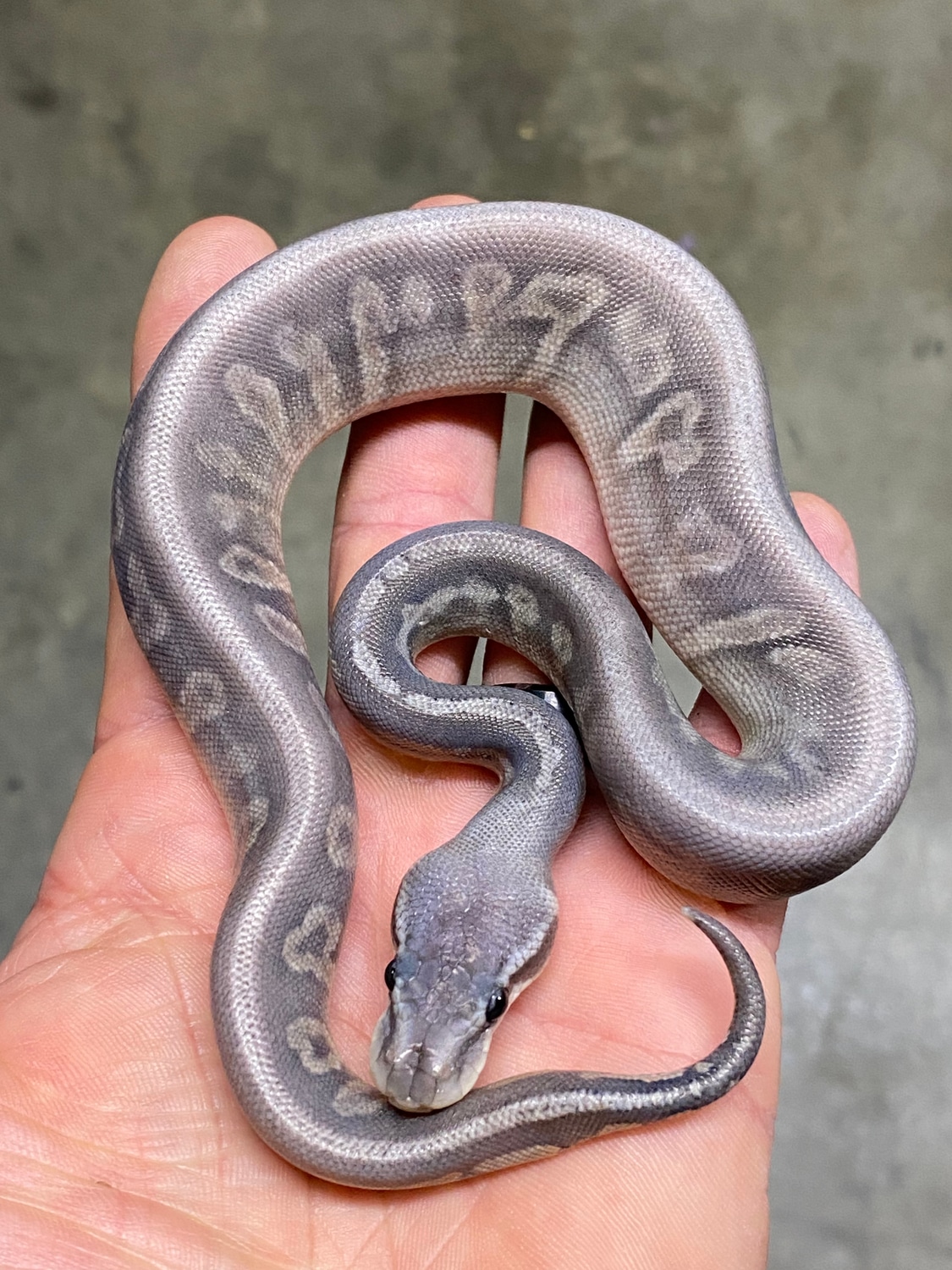 Hypo Blackhead Ghi Het Red Axanthic Pastel Ball Python by Dude’s ...