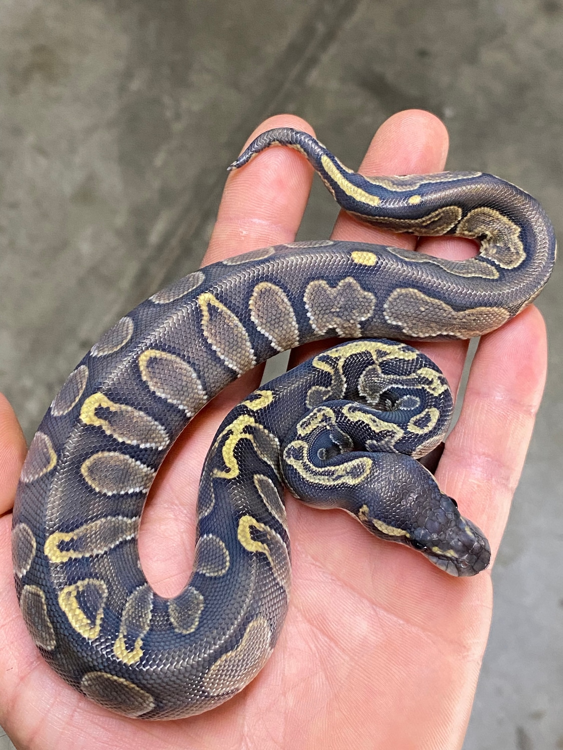 Hypo Blackhead GHI Ball Python by Dude’s Reptiles - MorphMarket