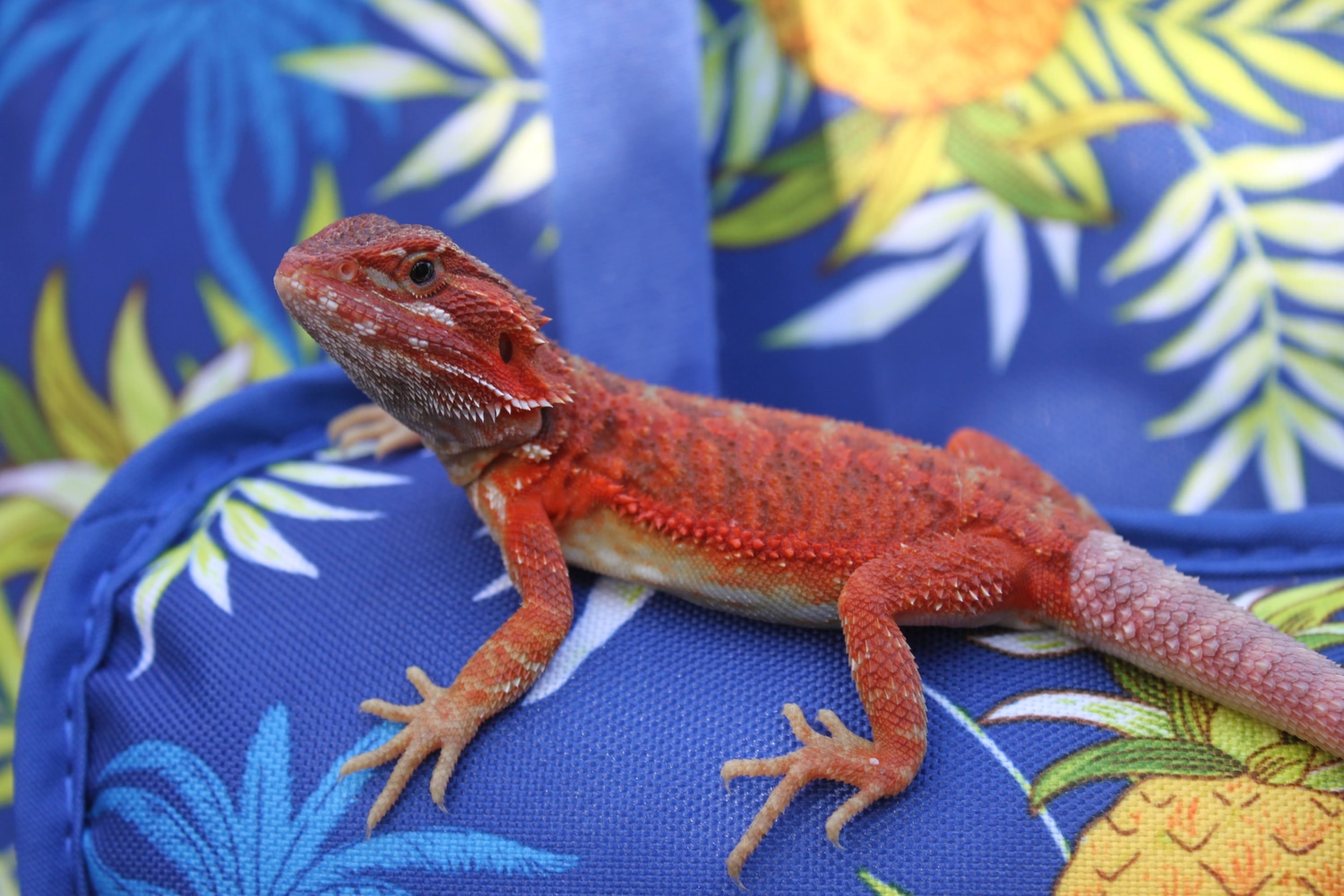 Red Hypo Translucent Central Bearded Dragon by Bucket List Reptiles MorphMarket