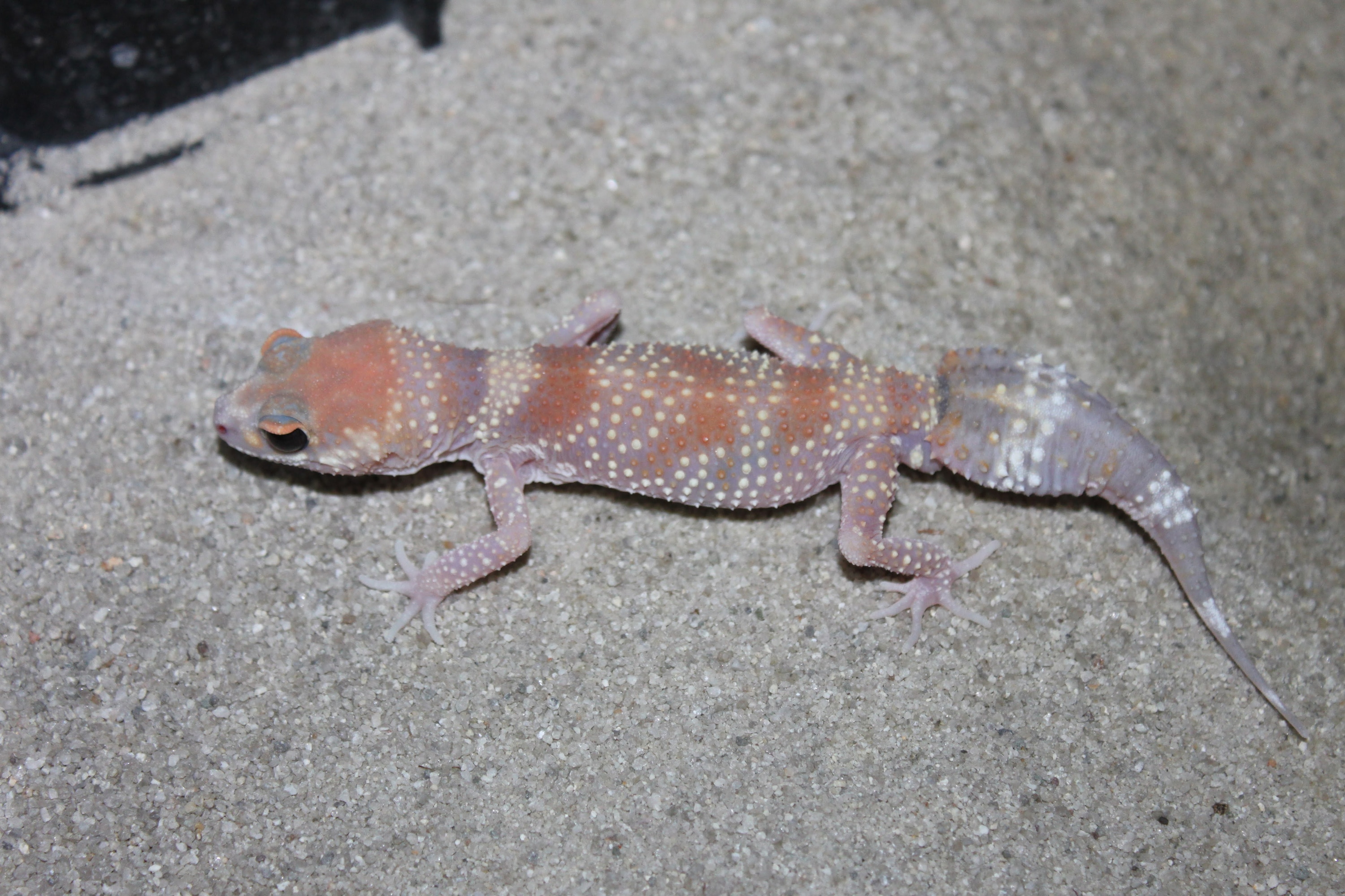 【美品】OZWRT Agave Leaf Tailed Gecko 17cm 美品】OZWRT Agave Leaf Tailed Gecko - メルカリ
