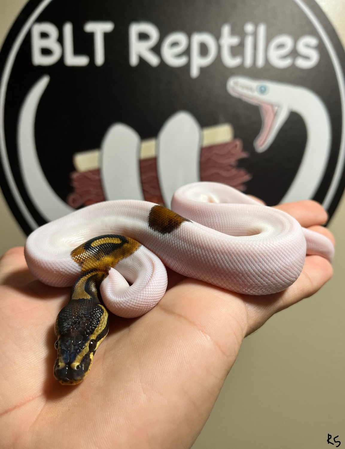 Mahogany Pied Ball Python by BLT Reptiles - MorphMarket