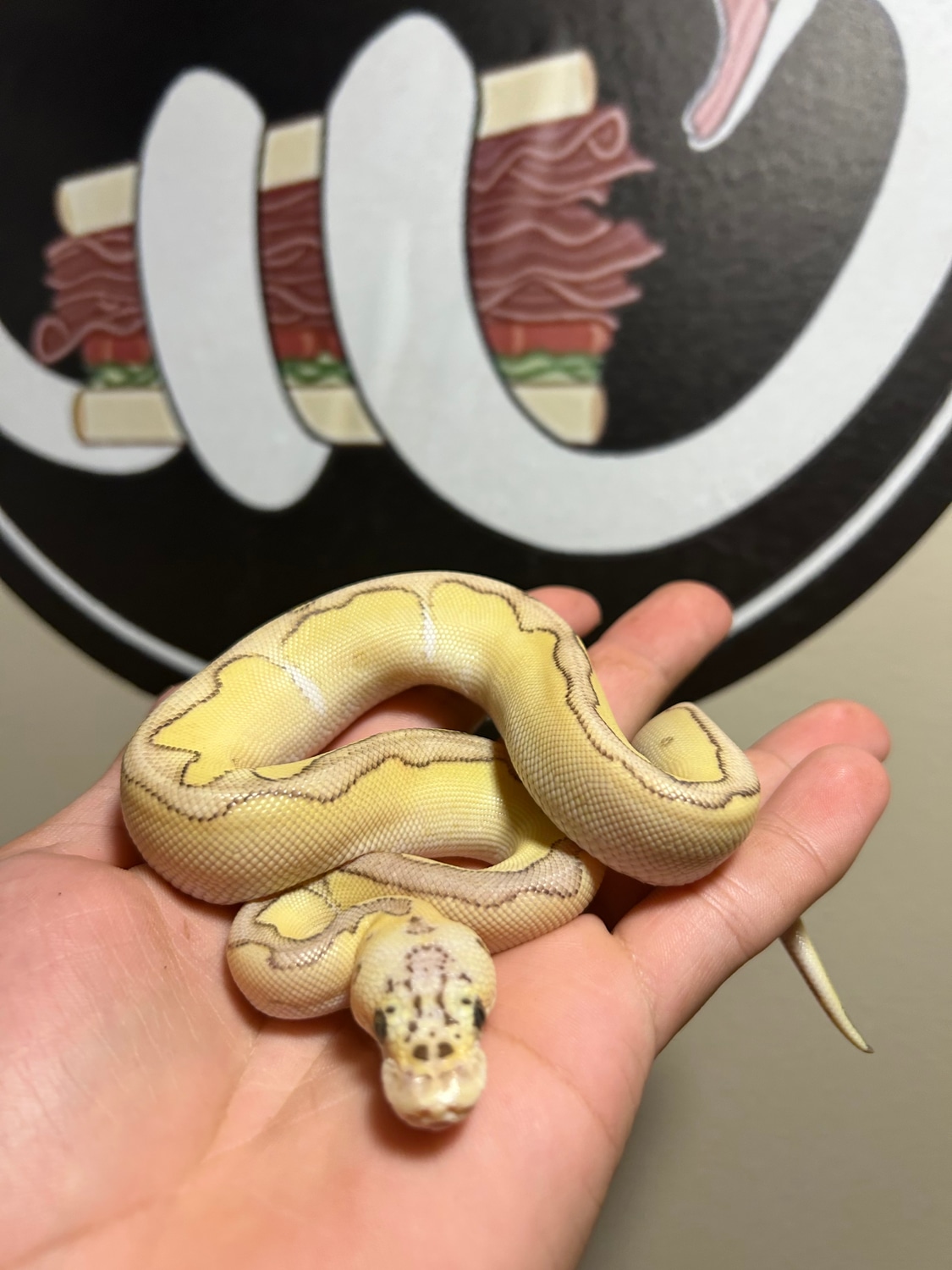Enchi Pastel Lesser Clown Ball Python by BLT Reptiles MorphMarket