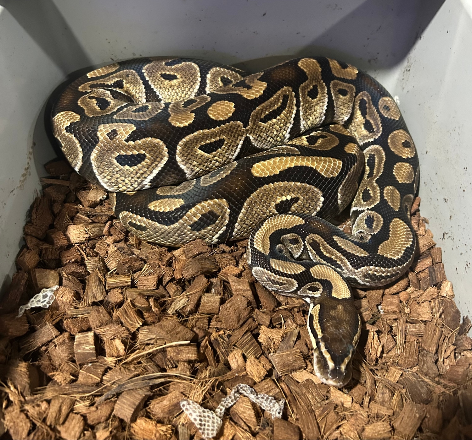 Russo Ball Python by BLT Reptiles - MorphMarket