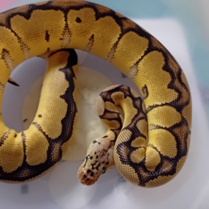 Pastel Pos Blade Clown Ball Python