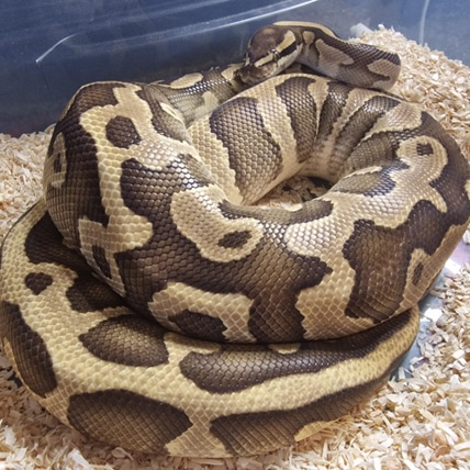 Leopard Butter Het Clown Ball Python