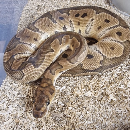 Clown Ball Python