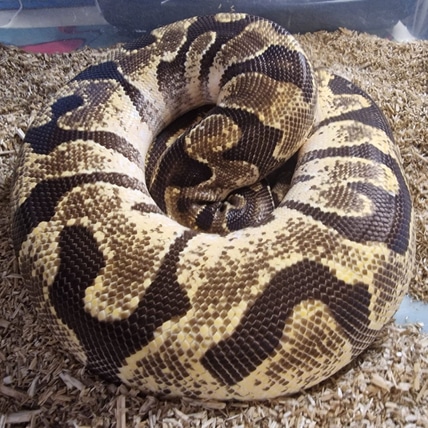 Enchi Orange Dream Ball Python