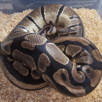 Fire Het Pied Ball Python