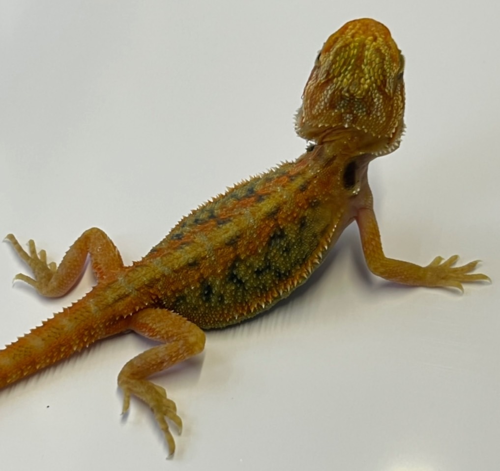 Hypo Translucent Bearded Dragon Central Bearded Dragon by Budget Dubia MorphMarket
