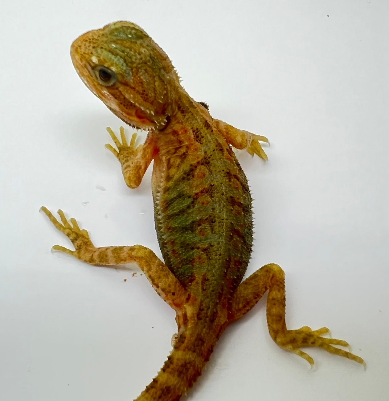 Hypo Translucent Bearded Dragon Central Bearded Dragon by Budget Dubia MorphMarket