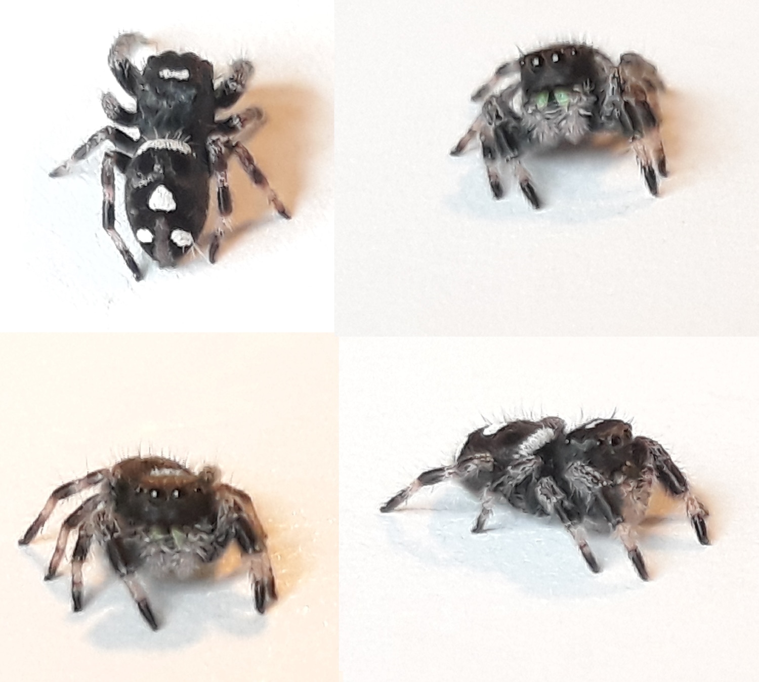 Regal Jumping Spider I6 Sling ♂ (Phidippus Regius) True Spider by Bugs