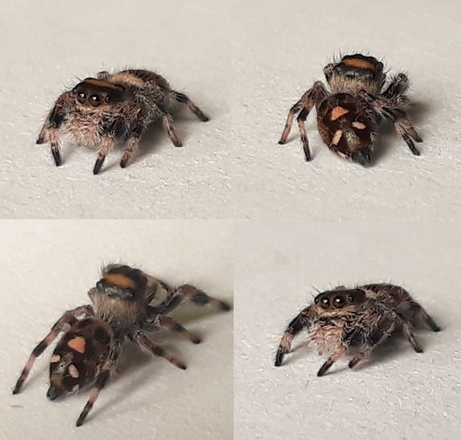 Regal Jumping Spider I6 Sling ♀ (Phidippus Regius) True Spider by Bugs