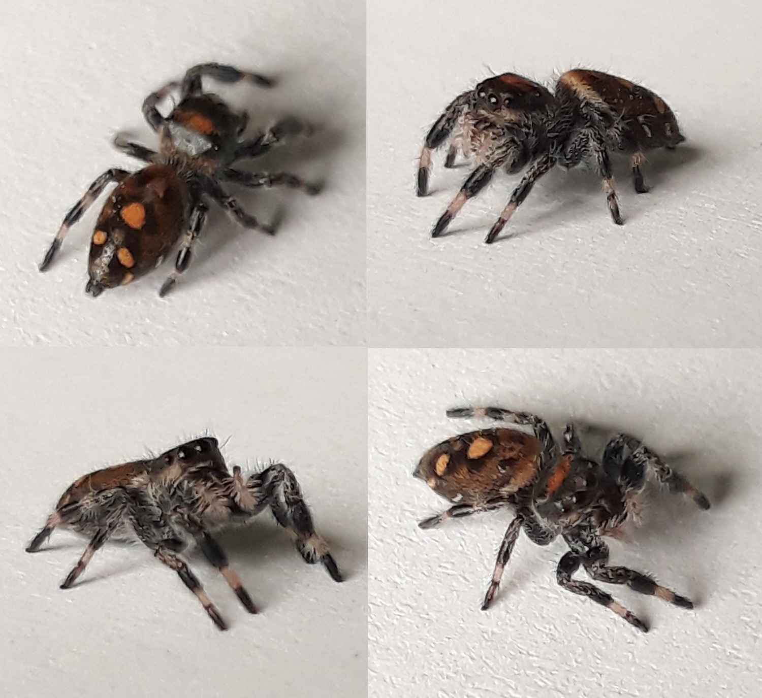 Regal Jumping Spider Sling ♀ (Phidippus Regius) True Spider by Bugs on the Web MorphMarket