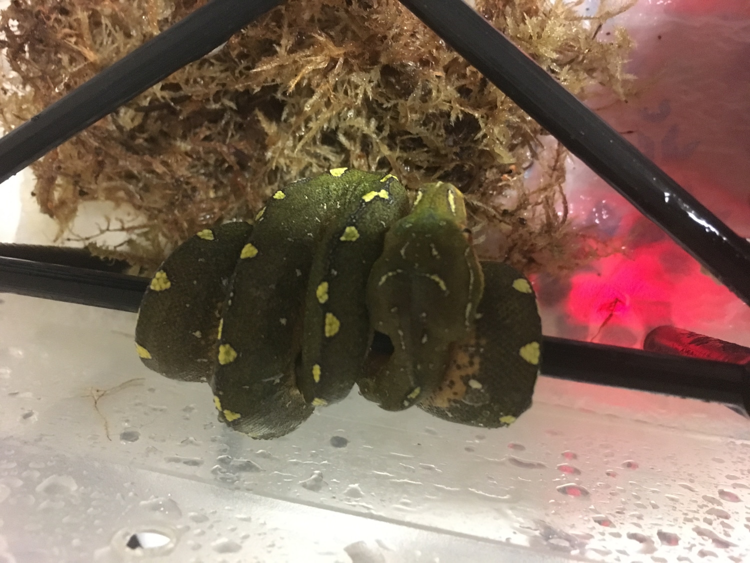 Farmed Import Misol Cyclops Green Tree Python by Bulldog reptiles ...