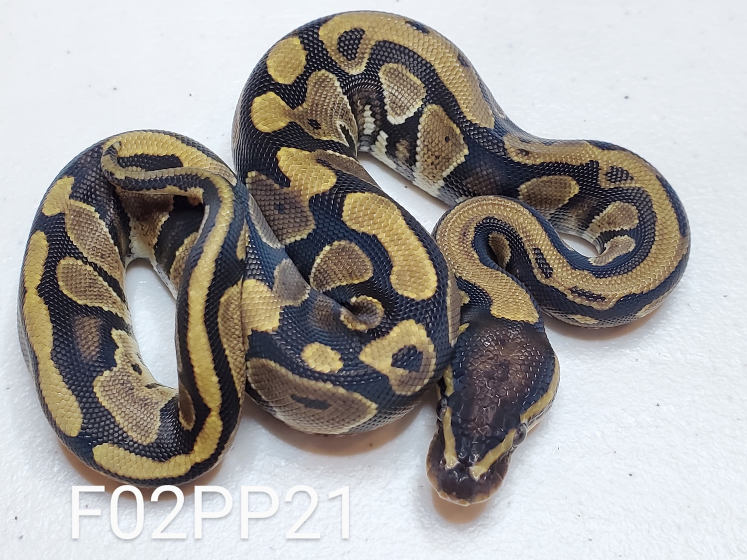 YellowBelly HET Piebald Ball Python by D&M Reptiles MorphMarket