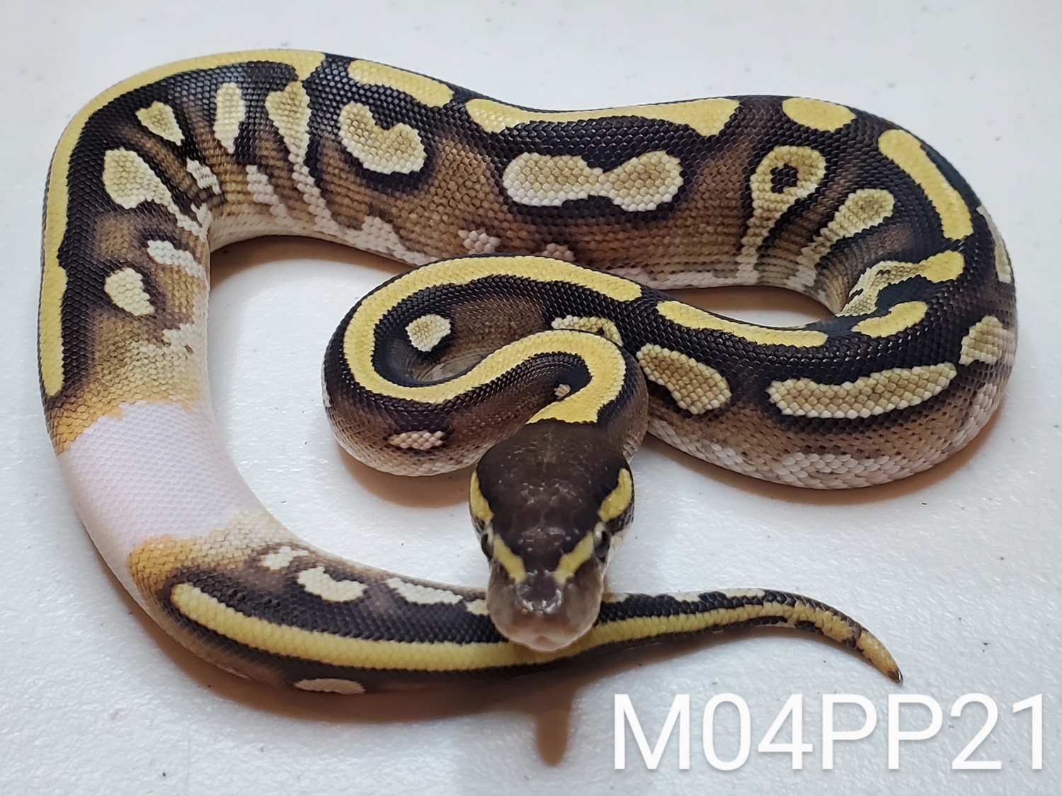 Mojave Pumpkin HET Pied Ringer Ball Python by D&M Reptiles - MorphMarket