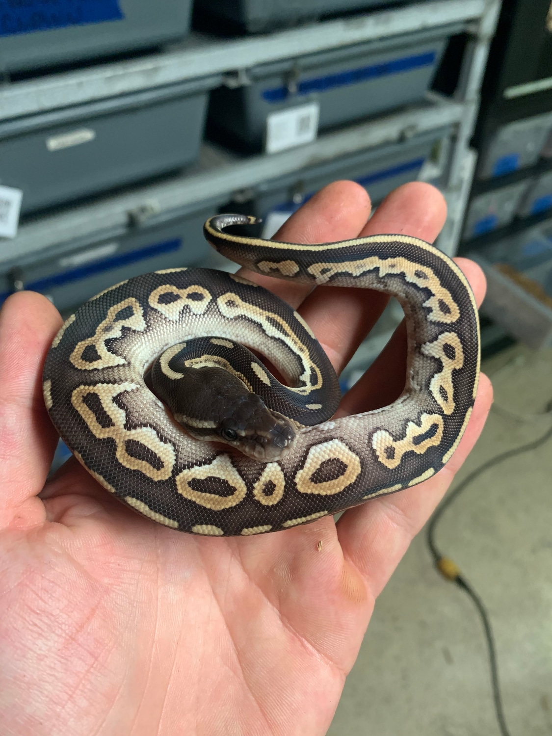 Cinnamon Mojave Ball Python by Metamorphic Pythons - MorphMarket