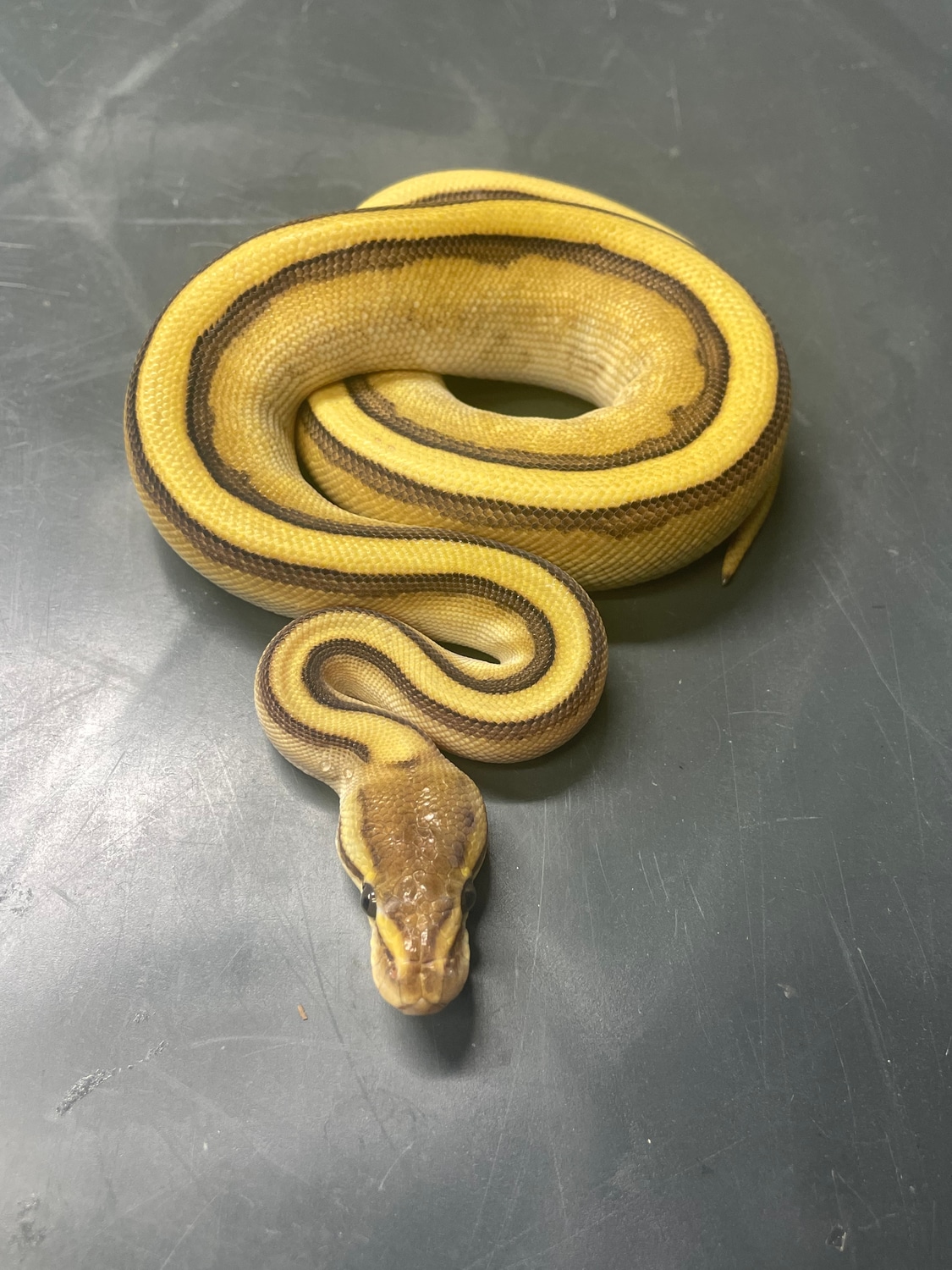Butter G-Stripe Ball Python by Metamorphic Pythons - MorphMarket