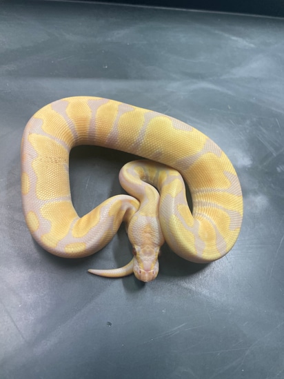 Ball Python Cyprus Candy Candy Ball Python by Metamorphic Pythons