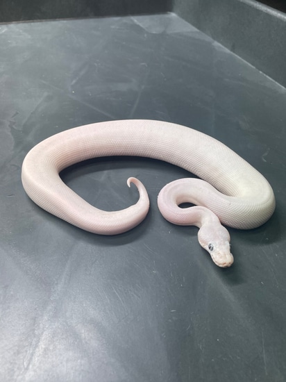 Super Lesser Pos GHI Ball Python by Metamorphic Pythons