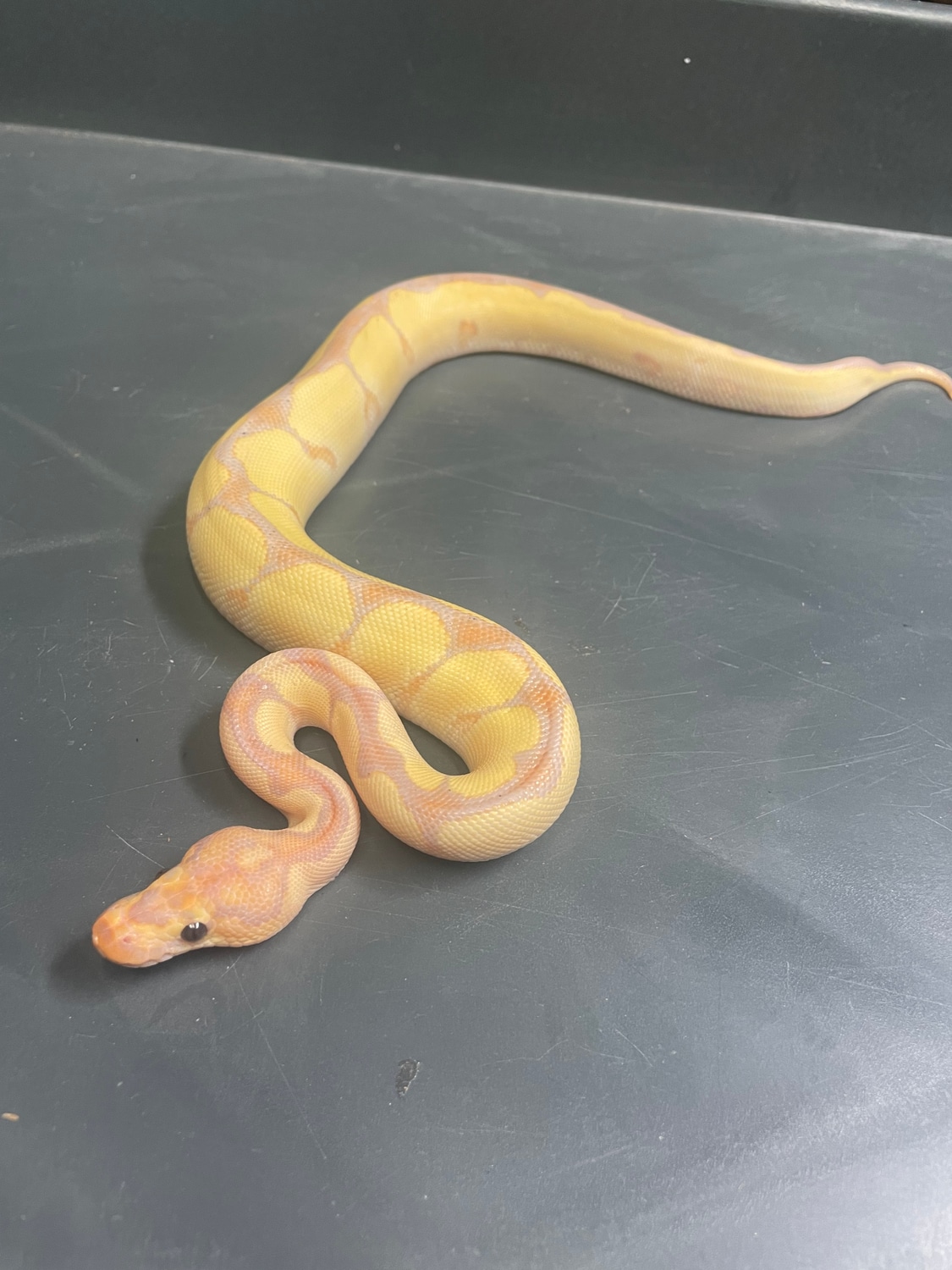 Banana Enchi Clown Ball Python by Metamorphic Pythons MorphMarket