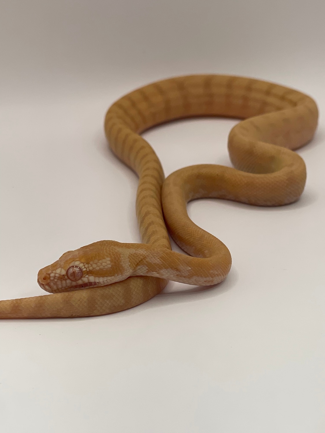 Albino Carpet Python Darwin Carpet Python by Metamorphic Pythons