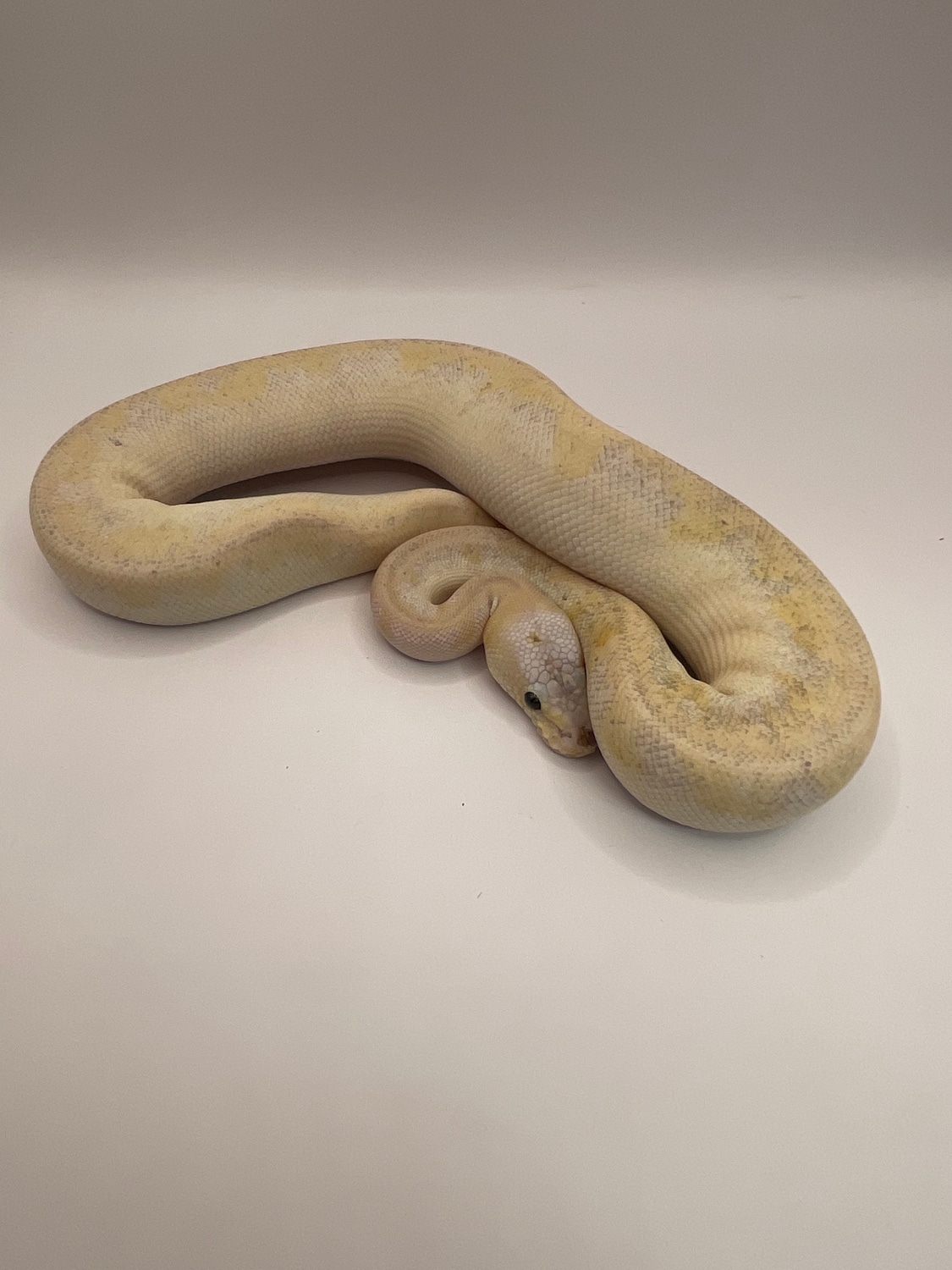 Super Paste Champagne Ball Python by Metamorphic Pythons - MorphMarket