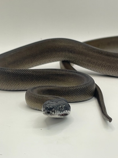 CBB Northern White Lipped Python White-Lipped Python by Metamorphic Pythons