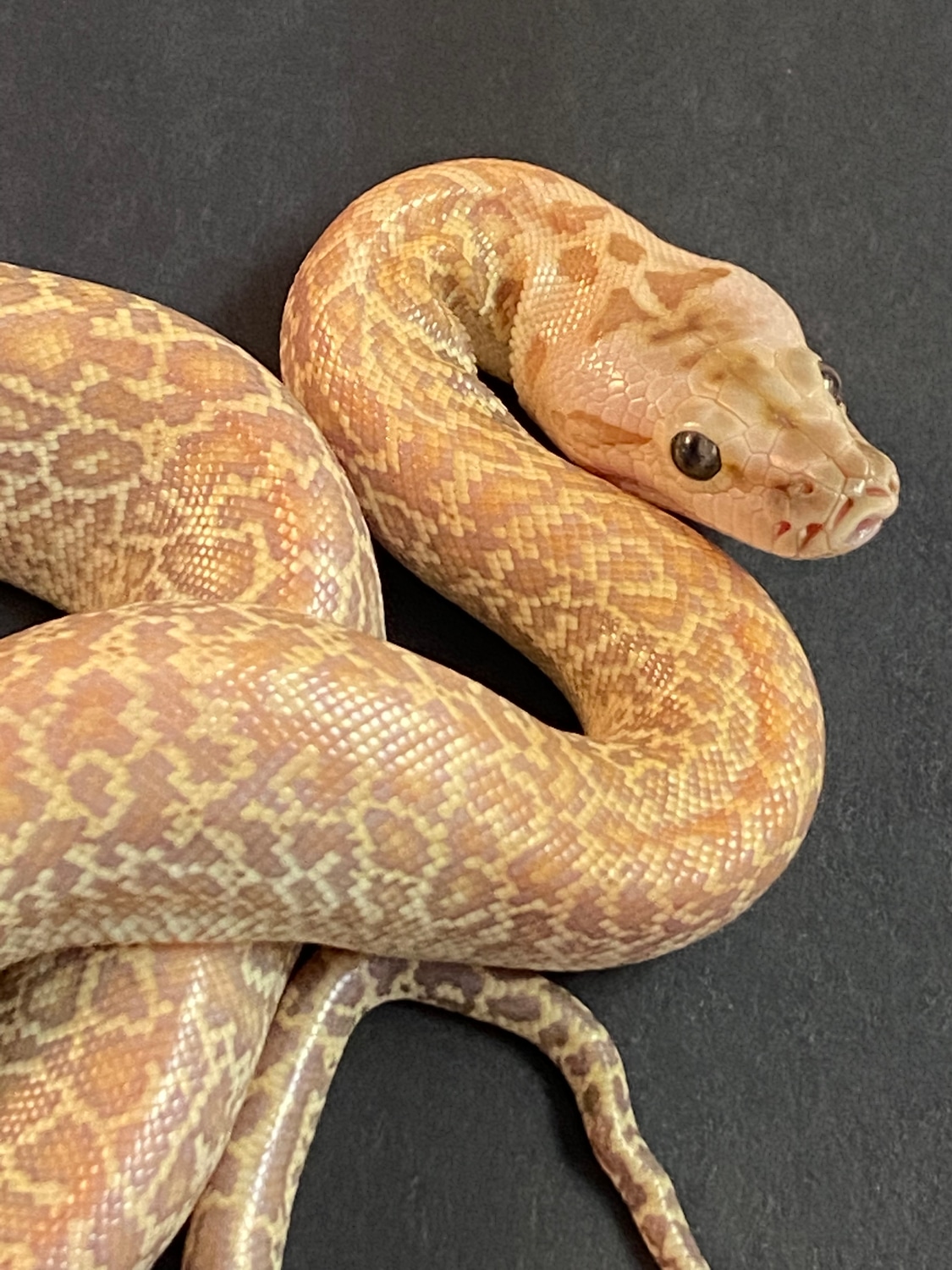 Hypo Granite Het Albino 66% Het Green Burmese Python by Nightingale’s ...