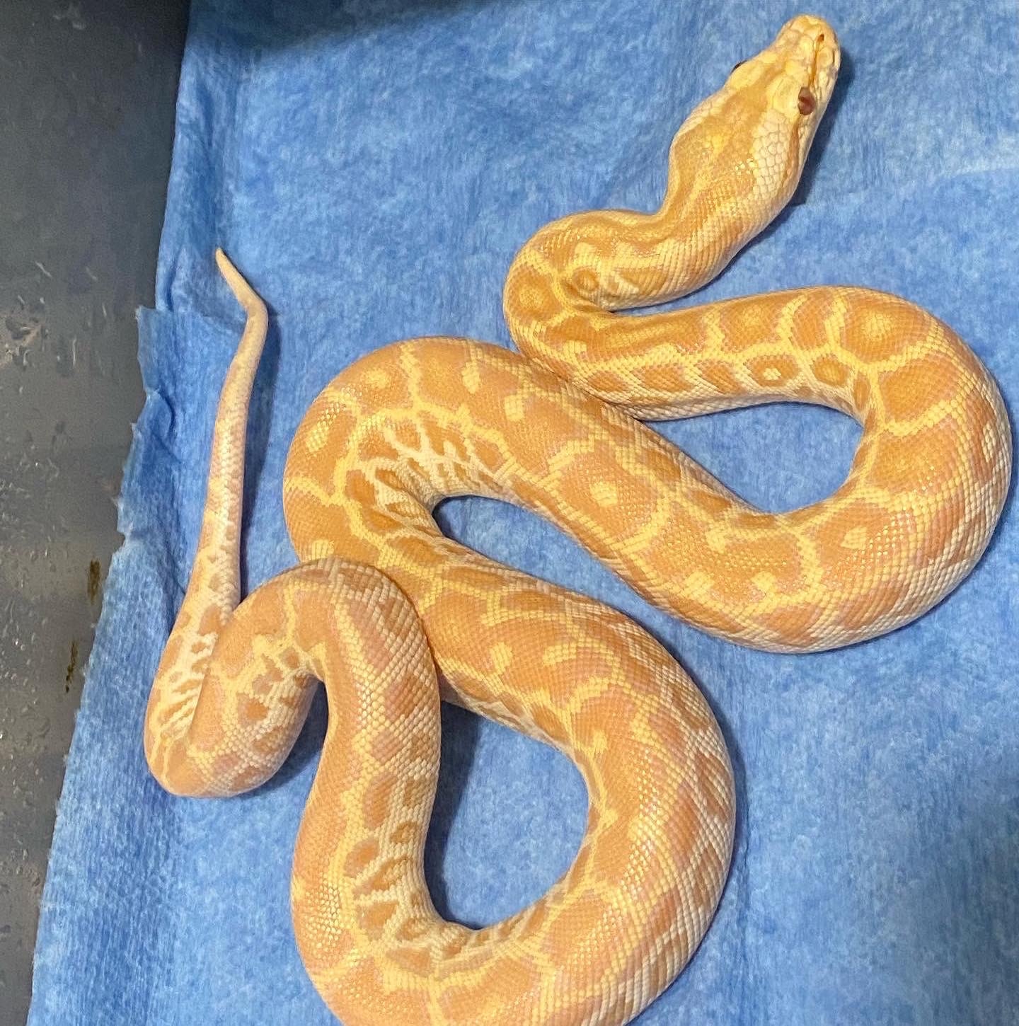 SALE Pearl Het Granite 66% Het Green Burmese Python by Nightingale’s ...
