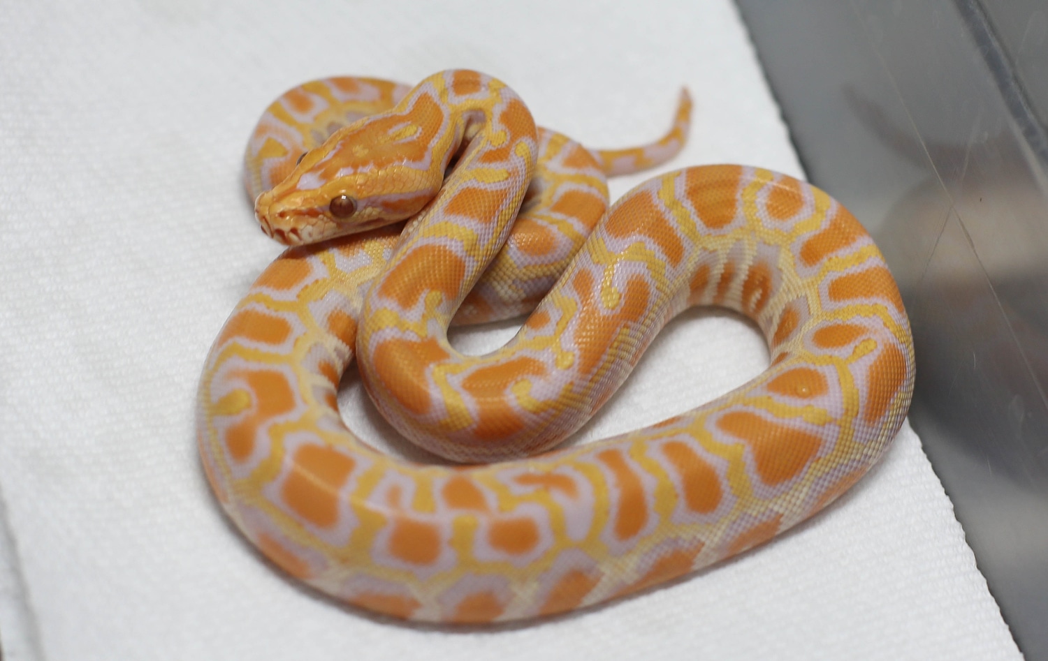 Albino Burmese Python by The BurmDonor - MorphMarket image.
