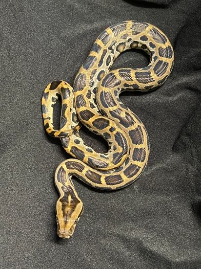 Female Normal Burmese Python by BurmDonor Pythons