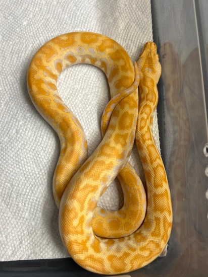 Female Albino Champagne Burmese Python by BurmDonor Pythons