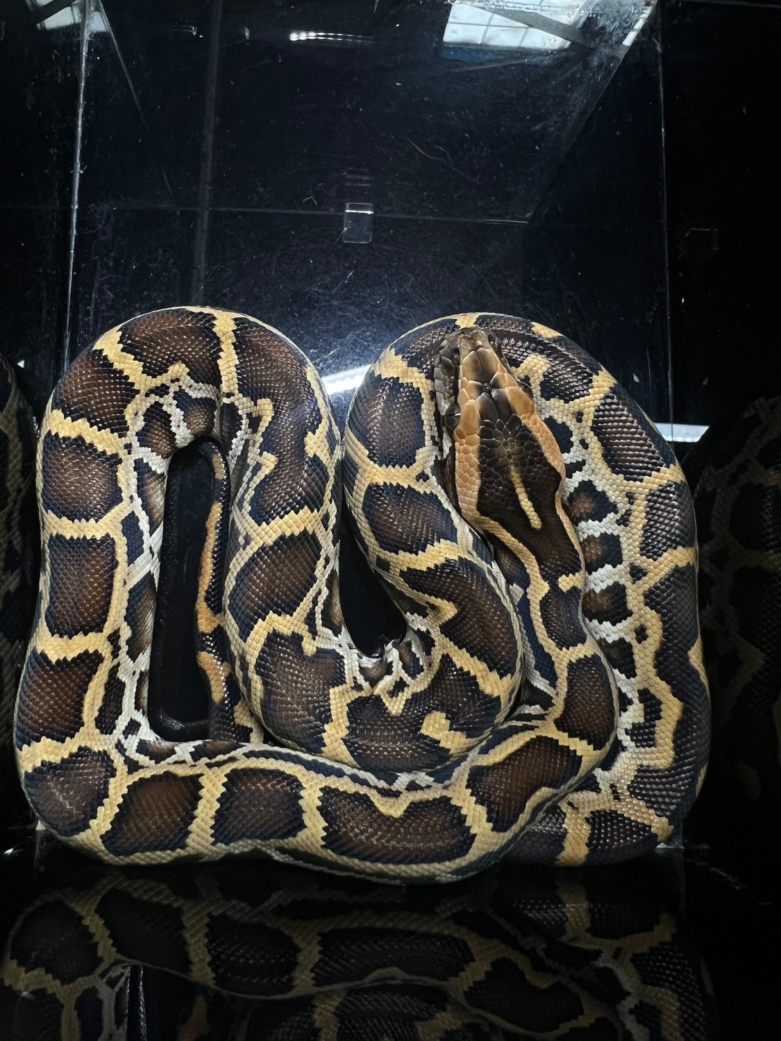 Normal Burmese Python by The BurmDonor - MorphMarket