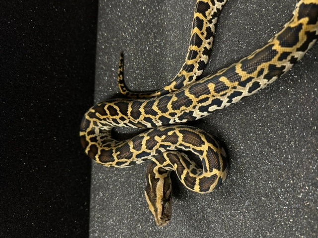 Normal Burmese Python by The BurmDonor - MorphMarket