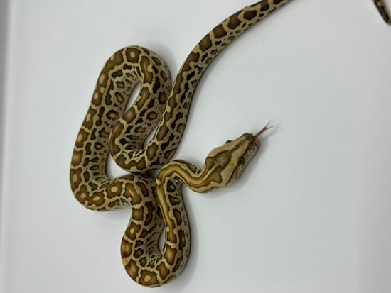 Hypo Burmese Python by BurmDonor Pythons