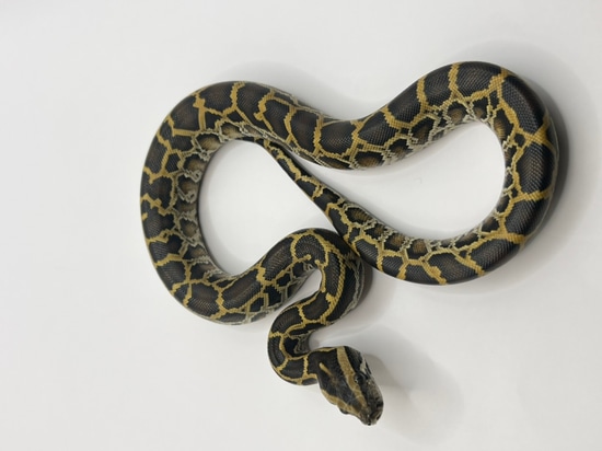 Normal 100% Het Lab, 50% Caramel Burmese Python by BurmDonor Pythons