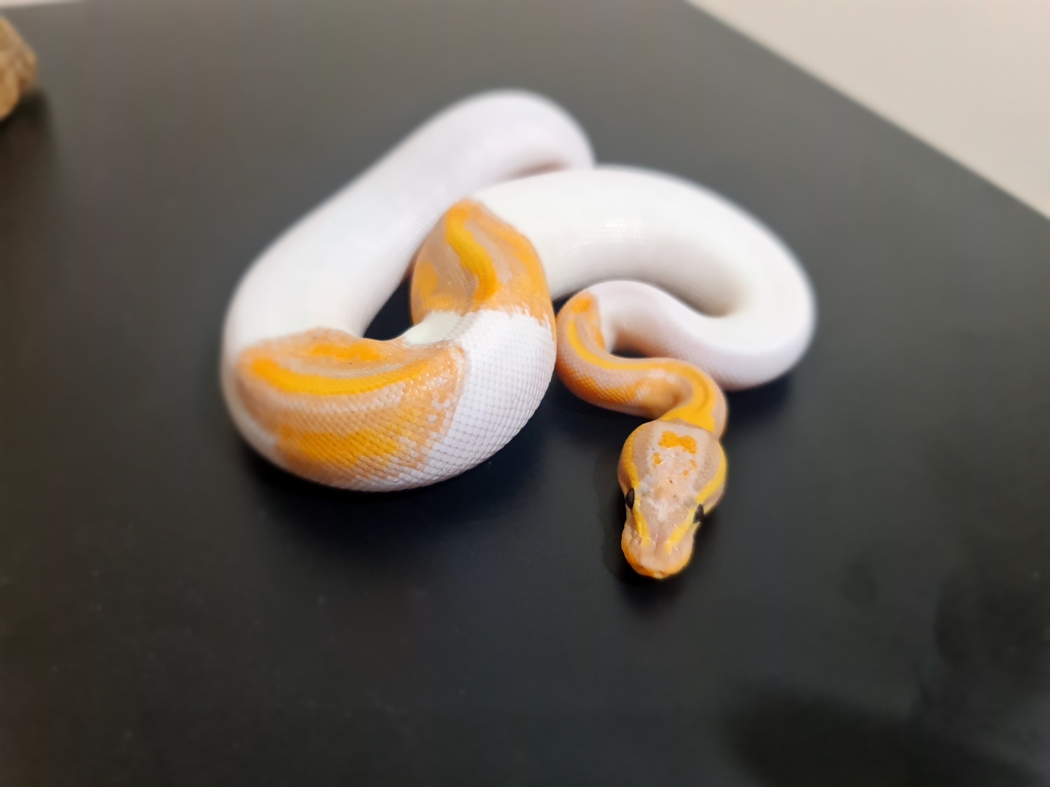 Coral Glow Pied Ball Python by Ryan's Royals - MorphMarket